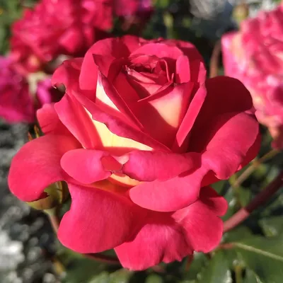 Фотография розы розбери в стиле макро