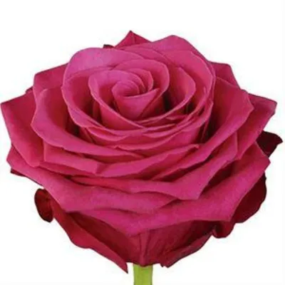 Уникальная роза розбери на красочной фотографии