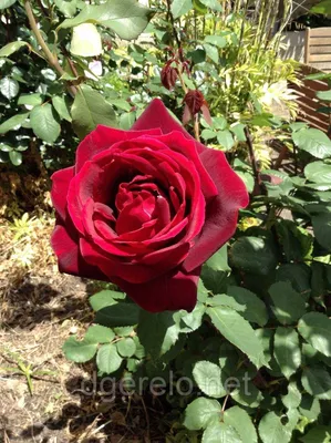 Красивое изображение розы розбери в высоком разрешении