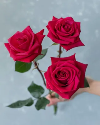 Фотография розы розбери с яркими цветами искрящимися на солнце