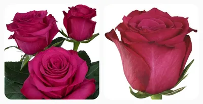 Вдохновляющее изображение розы розбери с росой на лепестках