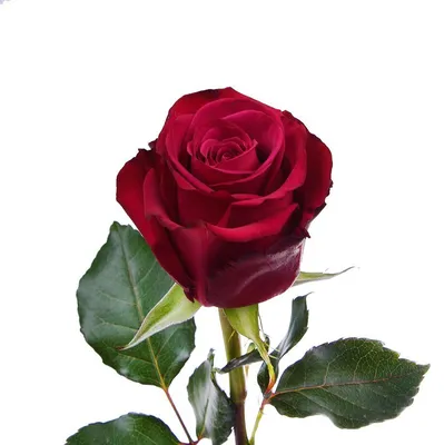 Фантастическое фото розы розбери с особой глубиной резкости