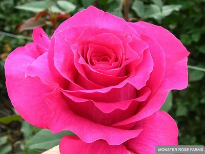 Красивое изображение розы розбери с эффектом сепии