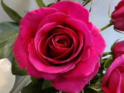 Уникальный снимок розы розбери с контрастными цветами