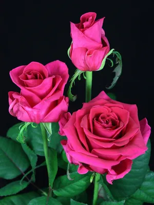 Фотография розы розбери с яркими красками