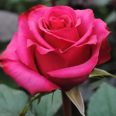 Изысканное изображение розы розбери с мягкими пастельными оттенками