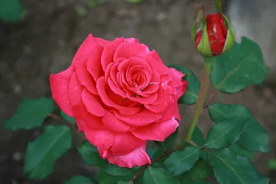 Фантастическое фото розы розбери с бликами и отражениями