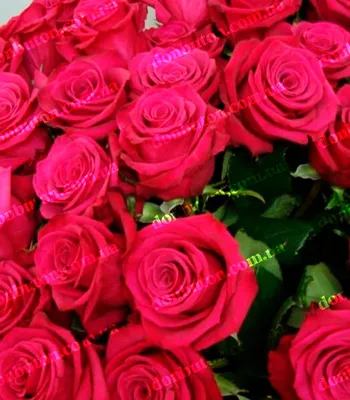 Уникальный снимок розы розбери с использованием техники HDR
