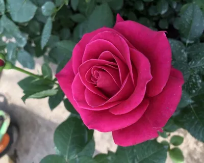 Фото розы розбери в формате jpg с эффектом черно-белого фильтра