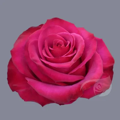 Уникальный снимок розы розбери высокого качества