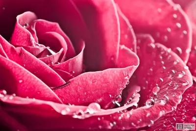 Роза с каплями росы в jpg формате
