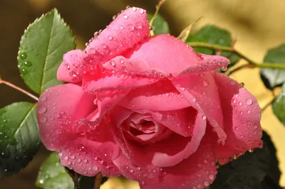 Фотокарточка: роза с капельками росы на лепестках