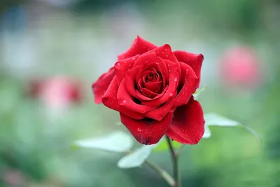 Капли росы придают особую красоту этой фотографии розы