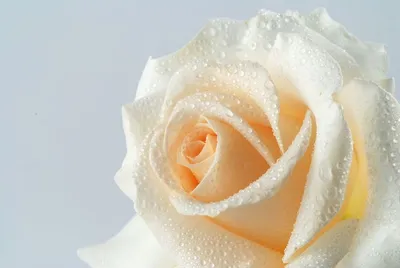Великолепная роза с каплями росы в высоком разрешении