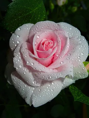 Фотография розы с каплями росы: нежность и красота