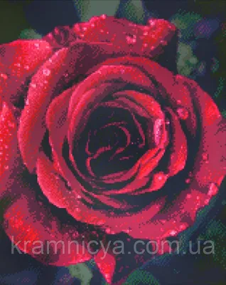 Удивительная роза со свежими каплями росы