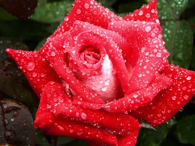 Фото-портрет розы с каплями росы на фоне