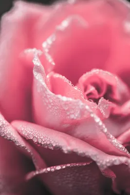 Роса на розе: капли придают чарующую атмосферу