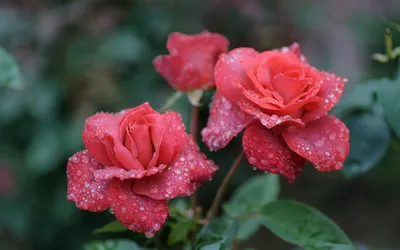 Скачайте эту красивую картинку розы с каплями вебп формата