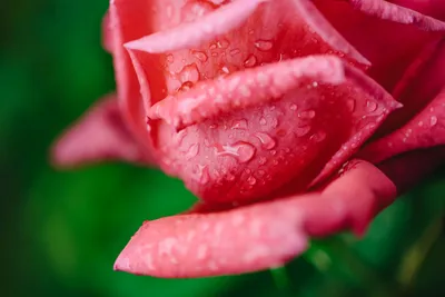 Капли росы на цветке розы: фотография высокого качества