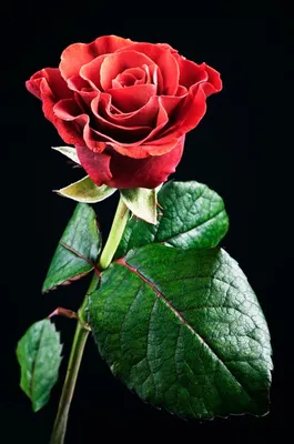 Роза с каплями росы – уникальное фото для скачивания