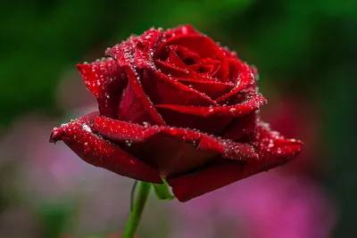 Фотография красивой розы с росой на лепестках