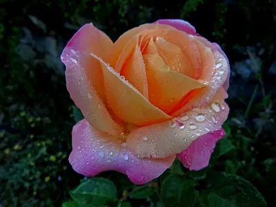 Роза с каплями росы на лепестках – удивительная фотография