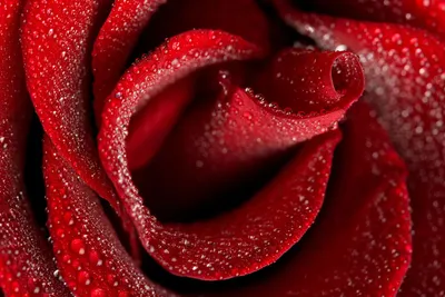 Фото цветка розы с каплями воды, доступное для скачивания в jpg