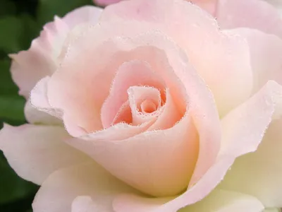 Капли росы украшают эту фотографию розы в png формате