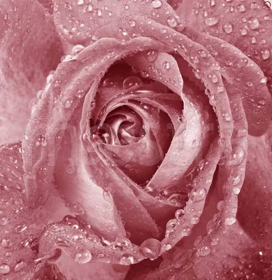 Уникальная фотка: роза с каплями росы png
