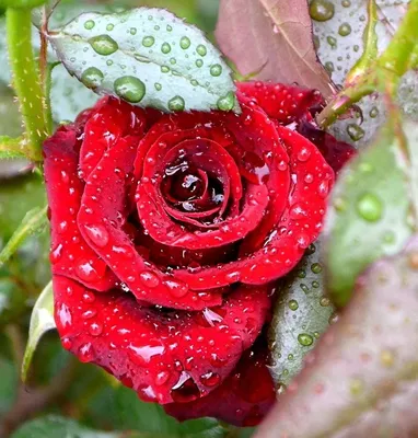 Фотография цветка розы с влагой на нем