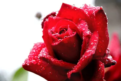 Волшебное изображение розы с каплями росы