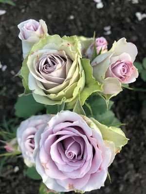 Фото розы саманта в формате jpg