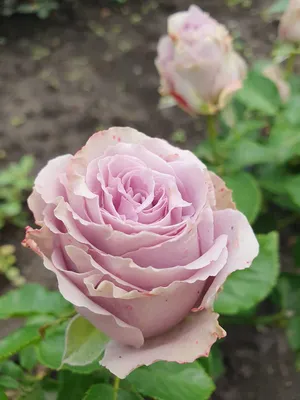 Фотография розы саманта в высоком разрешении