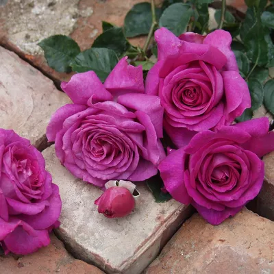Фотка розы саманта в формате jpg, png или webp