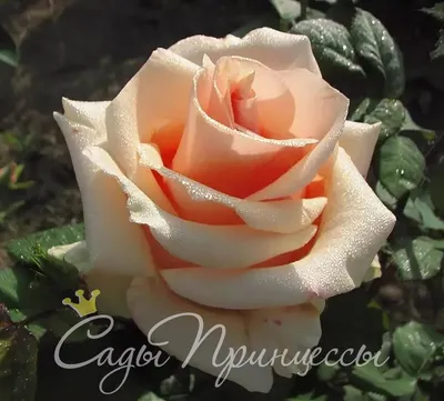 Фото розы саманта в разных вариантах