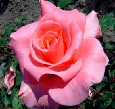 Картинка розы саманта с выбором размера