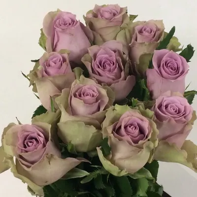 Изображение розы саманта для скачивания в png