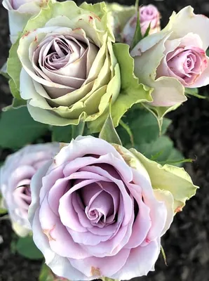 Фото розы саманта с возможностью выбора формата