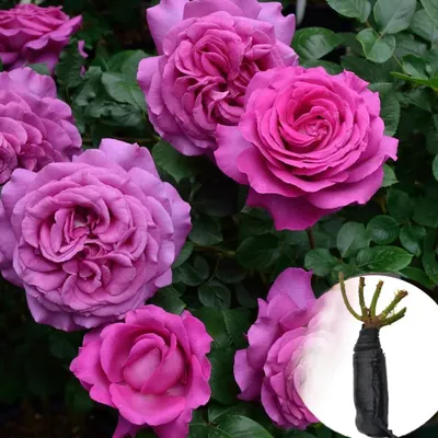 Фотка розы саманта с высокой детализацией
