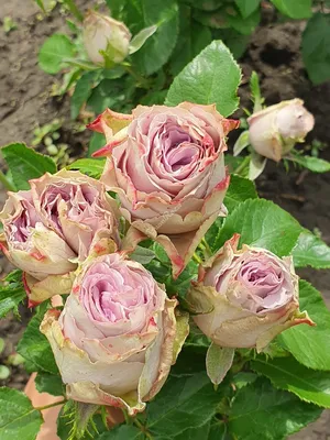 Изображение розы саманта для украшения