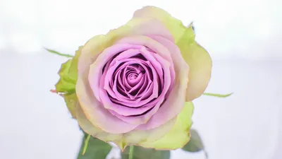 Картинка розы саманта в форматах jpg, png, webp