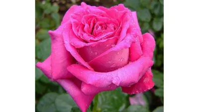 Изображение розы саманта в разных размерах