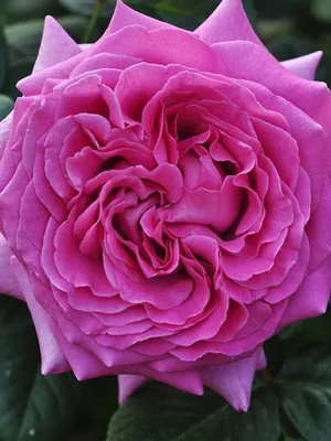 Фотография розы саманта в формате webp