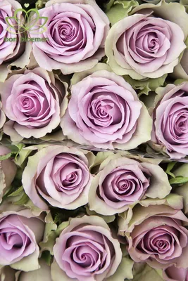 Фотка розы саманта для скачивания в различных форматах