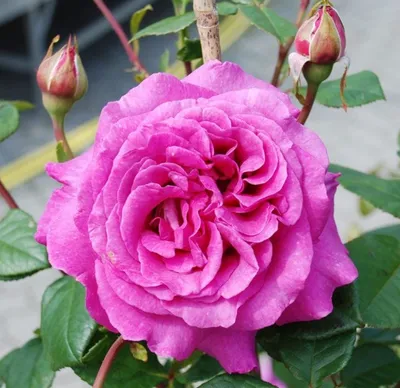 Роза Саманта на фотографии с яркими цветами