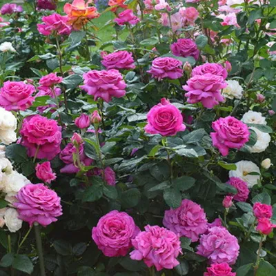 Фотография розы саманта с прекрасной детализацией