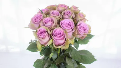 Изображение розы саманта для использования в декоре