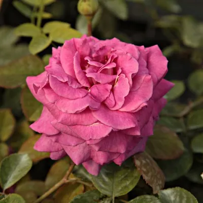 Фото розы саманта высокого разрешения