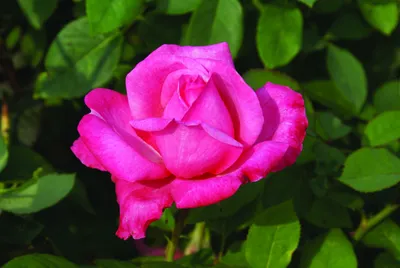 Фотка розы саманта в формате jpg с яркими красками
